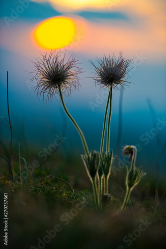 Wild flowers at the sunset