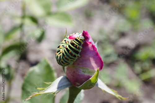 Green caterpillar on a rose.