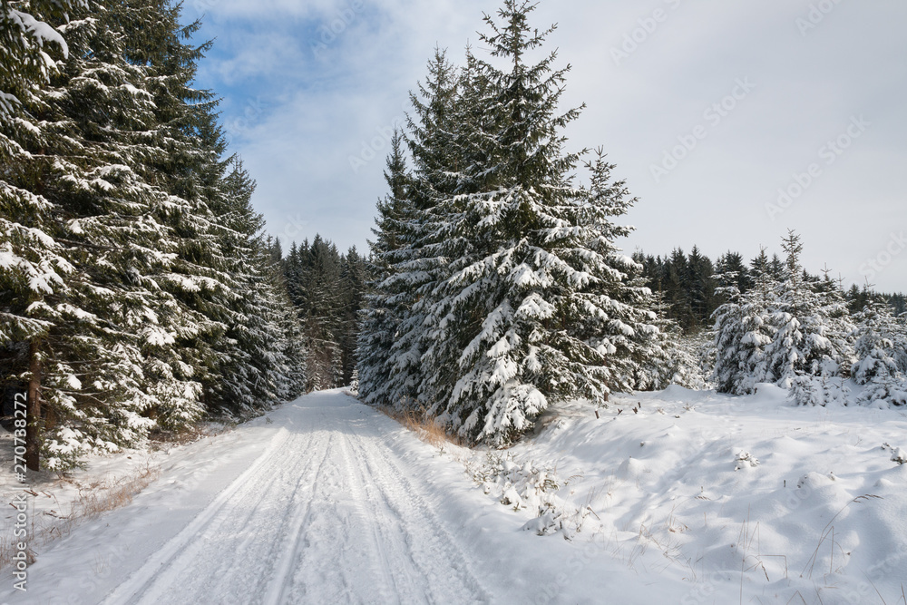 Winter landscape, ski track  in forest