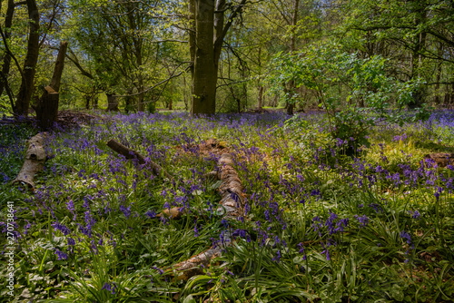 Fototapeta Naklejka Na Ścianę i Meble -  Bluebells cover a small forest floor in early spring.