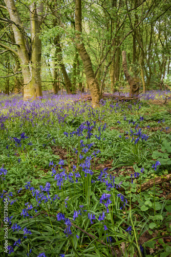 Bluebells cover a small forest floor in early spring.