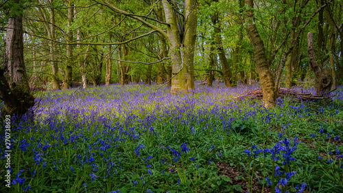 Bluebells cover a small forest floor in early spring.