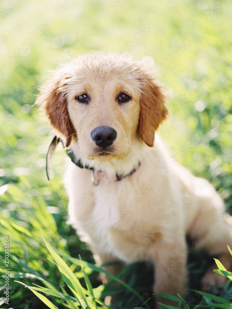 golden retriever dog in the grass golden retriever dog in the grass