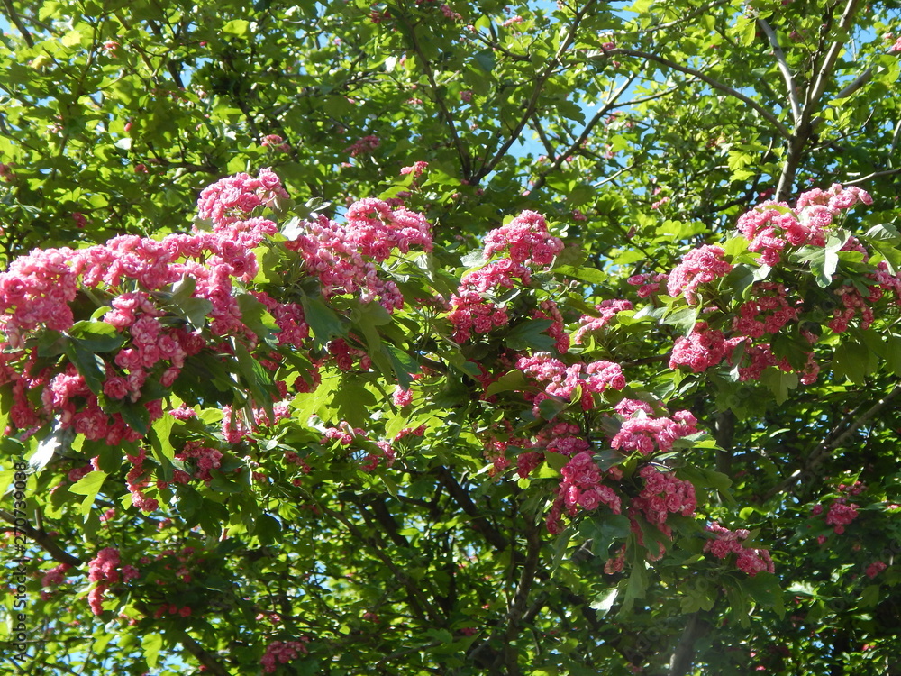 Branches of a blossoming tree with bright purple flowers close up Branches of a blossoming tree with bright purple flowers close up