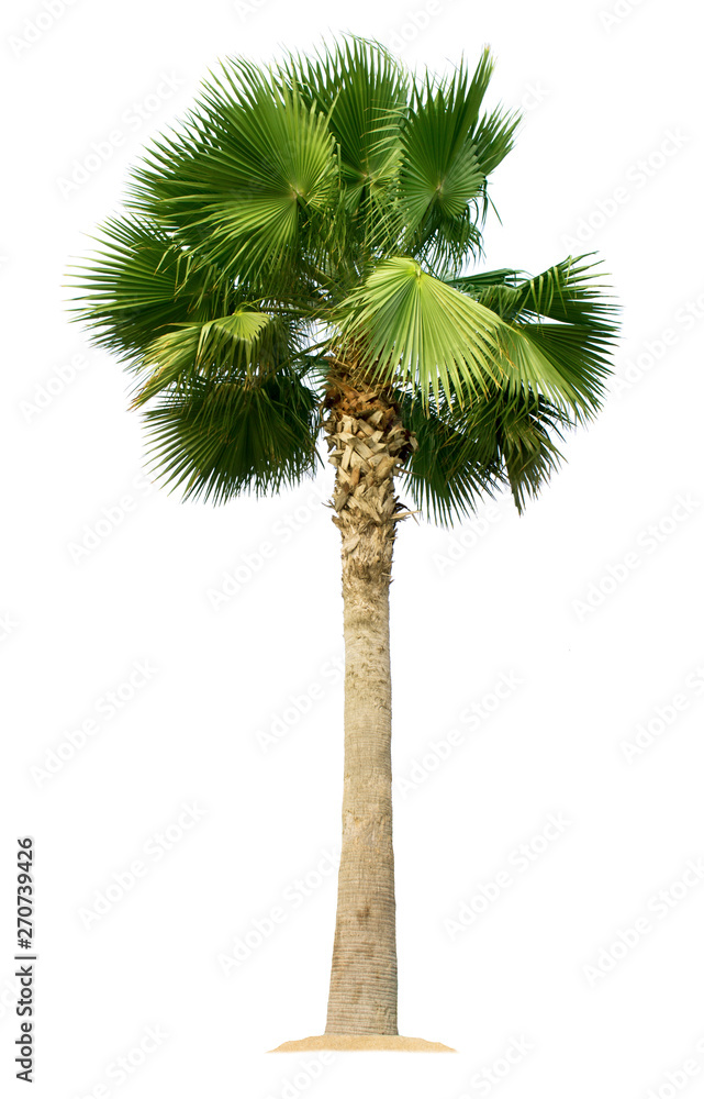 Palm tree isolated on white background with clipping paths Palm tree isolated on white background with clipping paths