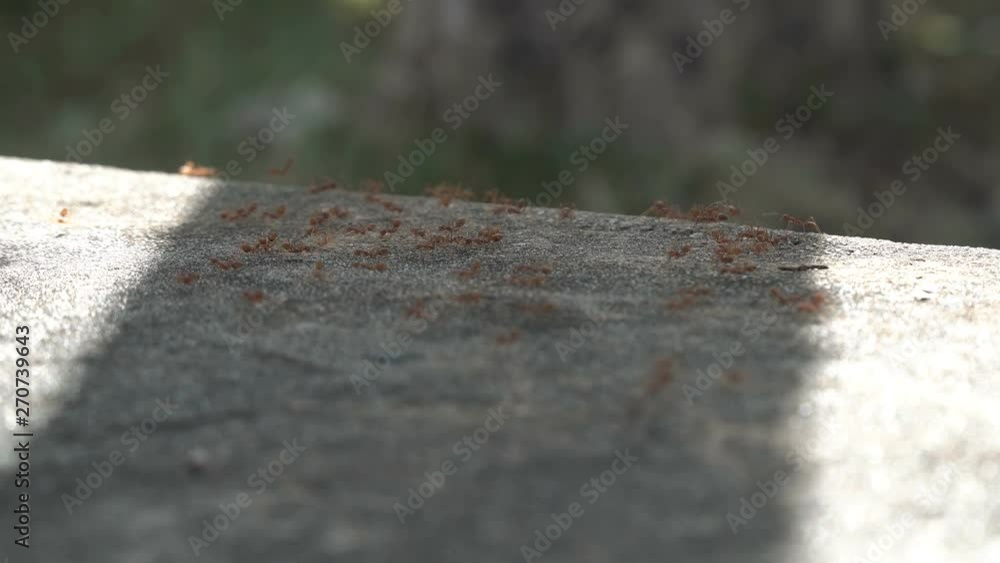 Group of large red ants gather behind shadow on hot weather Group of large red ants gather behind shadow on hot weather