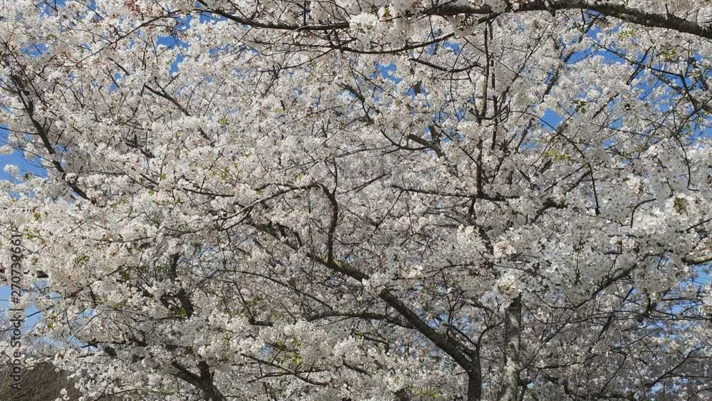 White Dogwood Blossom Tree Blows in Wind White Dogwood Blossom Tree Blows in Wind