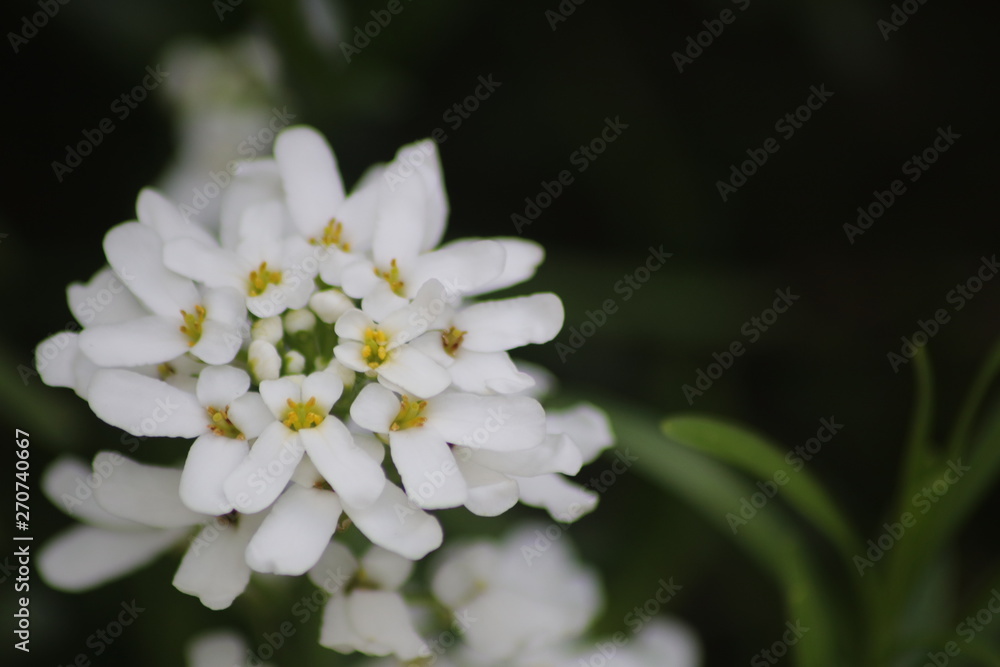 Blumen im Steingarten Blumen im Steingarten