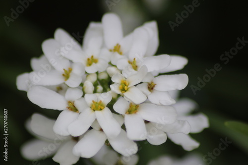 Blumen im Steingarten