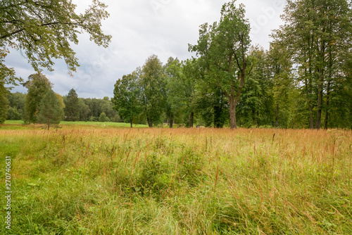 Summer landscape. Overgrown meadow in the forest on a summer day