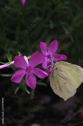 Gartenblumen