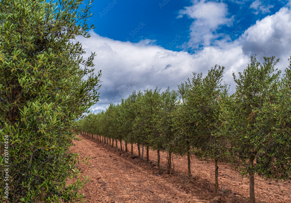 Olive grove in the foreground and clouds background