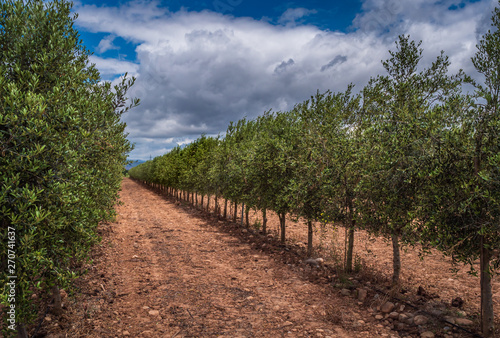 View of an olive orchard in the foreground and clouds background