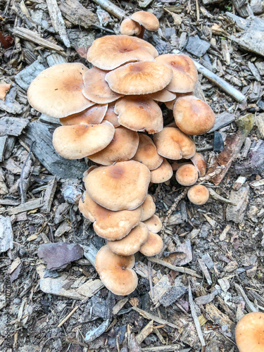 Armillaria tabescens photo