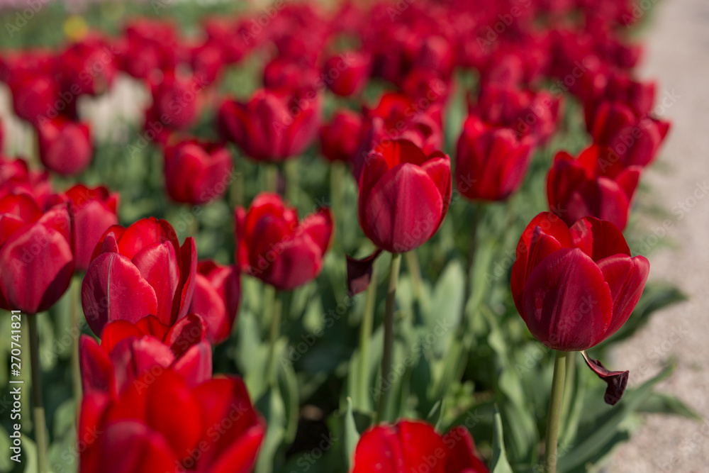 A group of red tulips in the park. Spring postcard background.