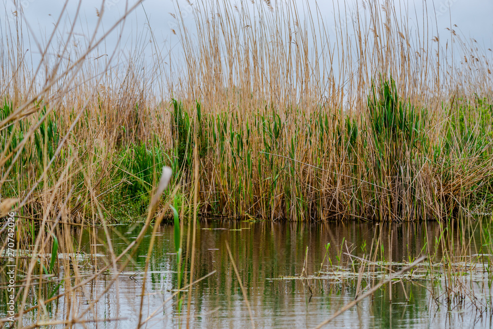 Obraz premium Danube Delta, Romania