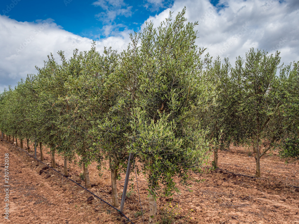 Image with olive orchard in the foreground and clouds background