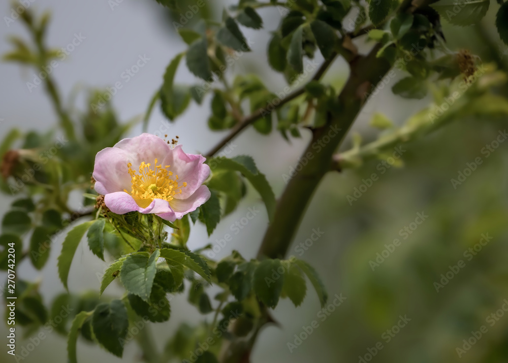 Beautiful scene with natural wild rose in full bloom Beautiful scene with natural wild rose in full bloom