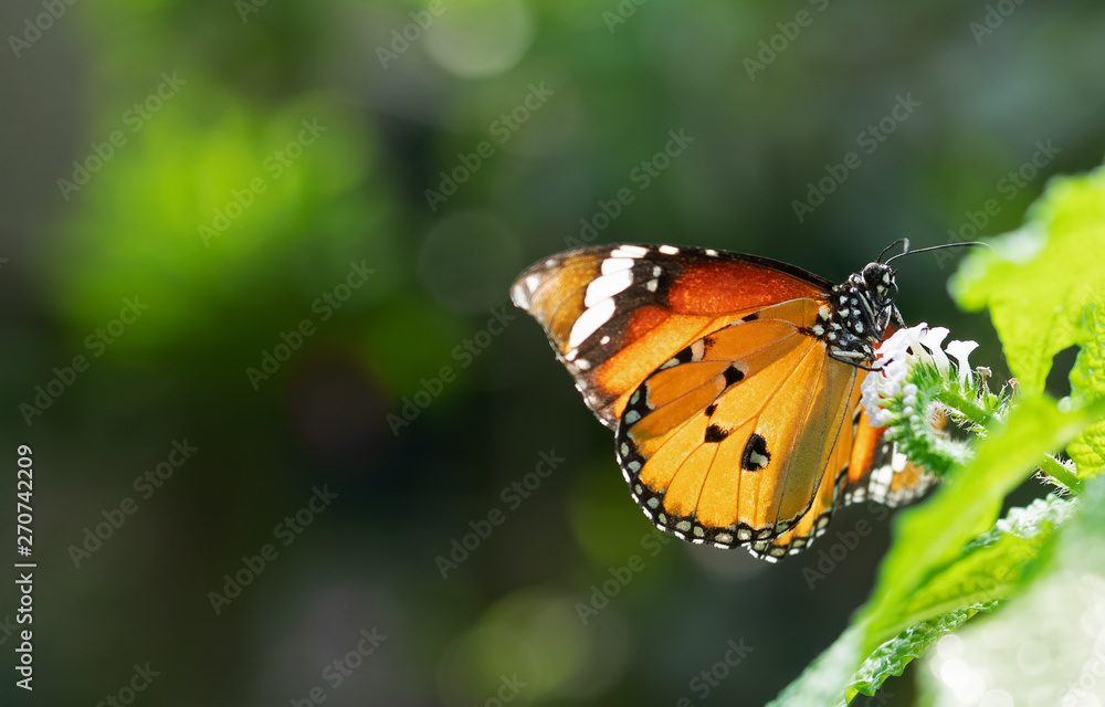 Close up Common Tiger Butterfly is Preparing to Suck Nectar from White Flower with Copy Space Close up Common Tiger Butterfly is Preparing to Suck Nectar from White Flower with Copy Space