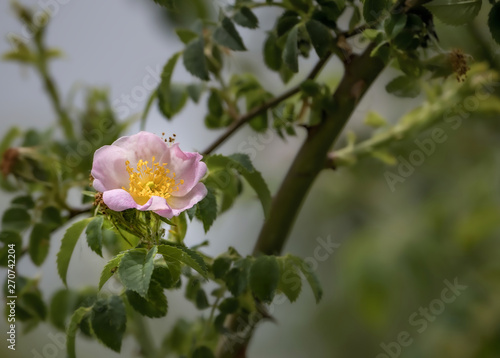 Beautiful scene with natural wild rose in full bloom