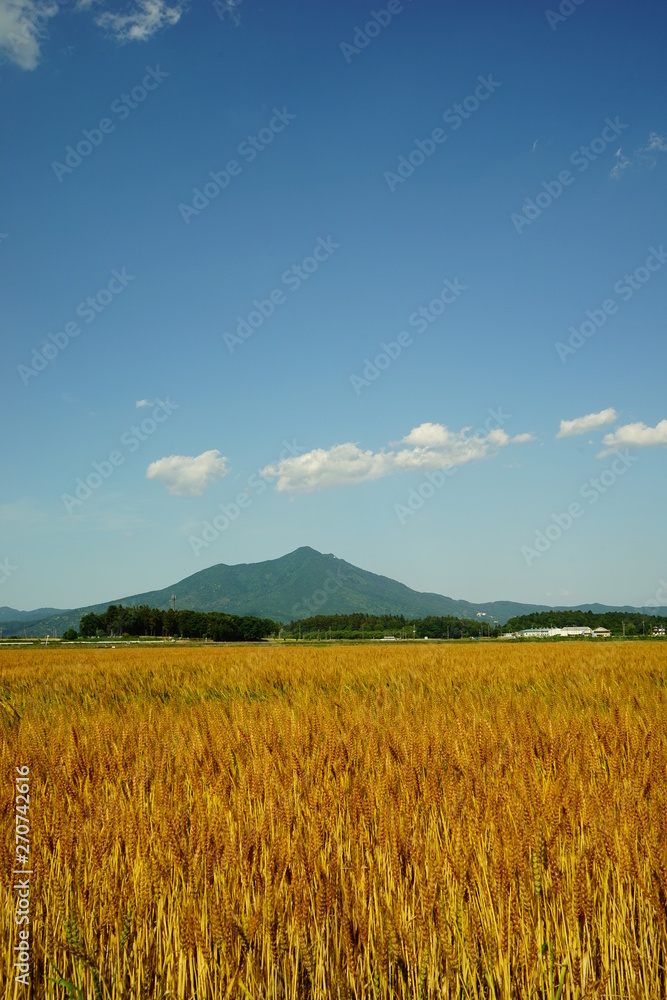 むぎ畑と筑波山