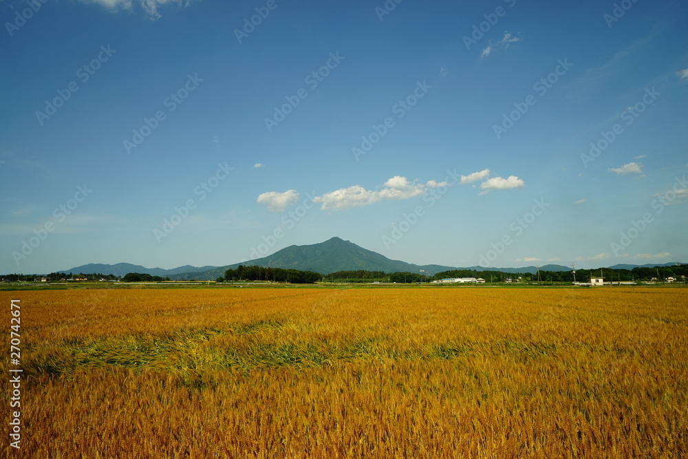 むぎ畑と筑波山