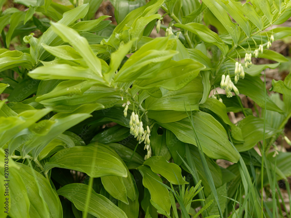 (Polygonatum multiflorum) Vielblütige Weißwurz oder Wald-Salomonssiegel. Frühlingsblüte. Blüten in Nahaufnahme in den Blattachseln (Polygonatum multiflorum) Vielblütige Weißwurz oder Wald-Salomonssiegel. Frühlingsblüte. Blüten in Nahaufnahme in den Blattachseln