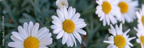 Margeriten blumen Panorama