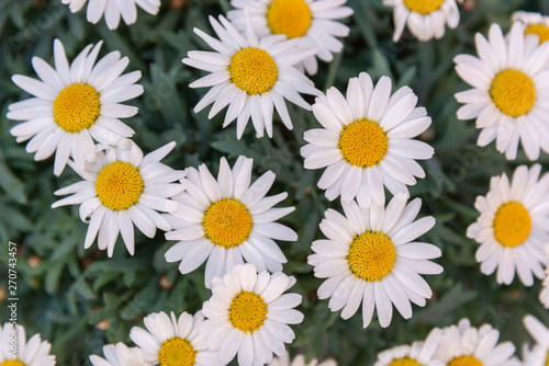 daisy Blumen - Margeriten