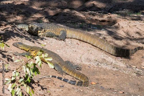 A male and female Nile Monitor lizard basking on the banks of a river, iMfolozi game reserve, South Africa.