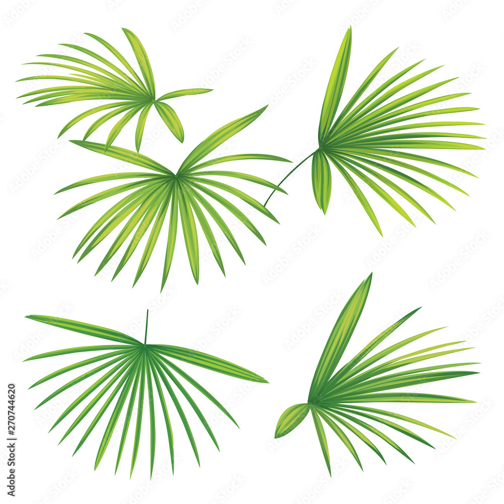 Tropical palm leaves on white background. Vector set of exotic tropical garden for holiday invitations, greeting card and fashion design.