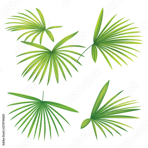 Tropical palm leaves on white background. Vector set of exotic tropical garden for holiday invitations  greeting card and fashion design.