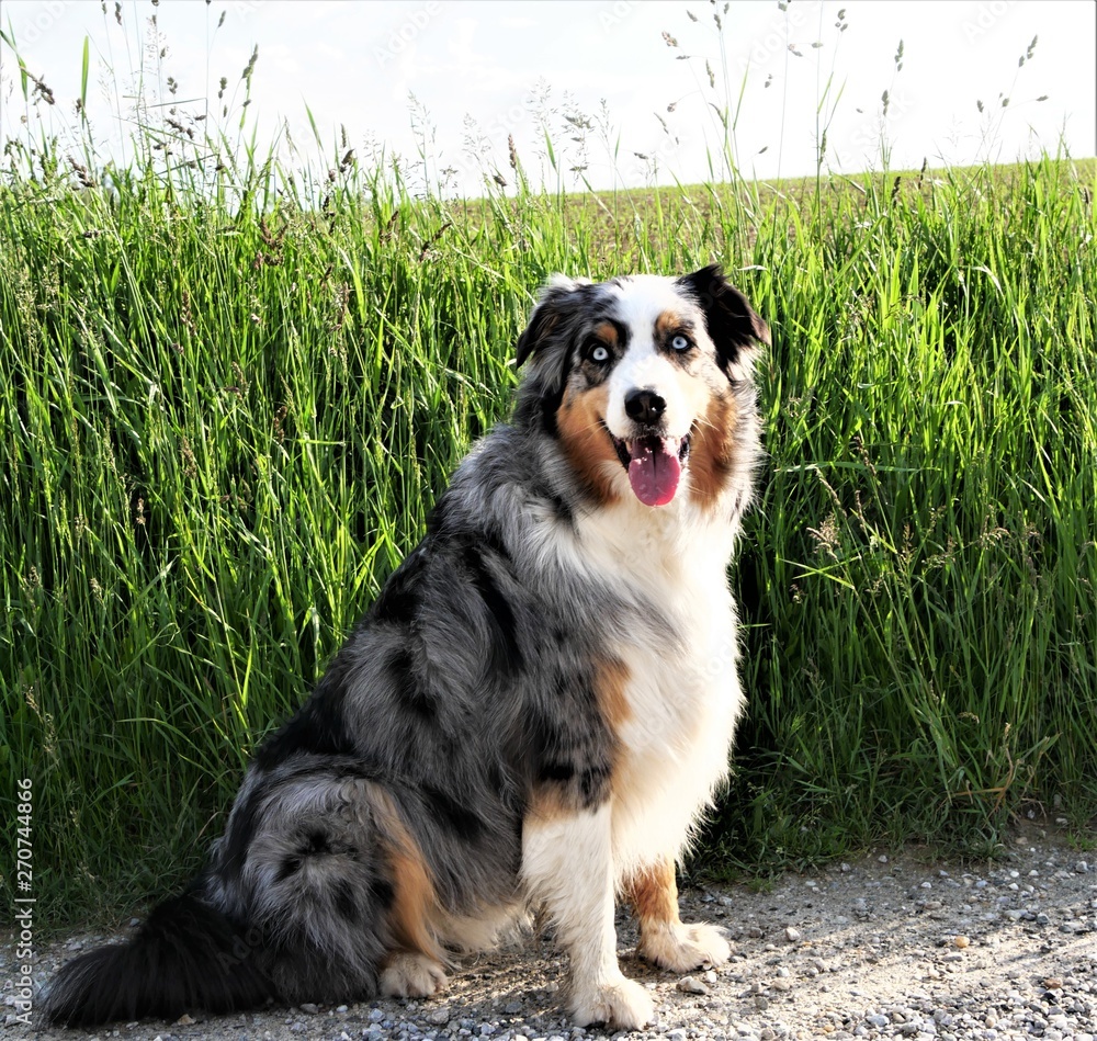 Australian Shepherd