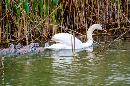 Swan and his chicks in Danube Delta