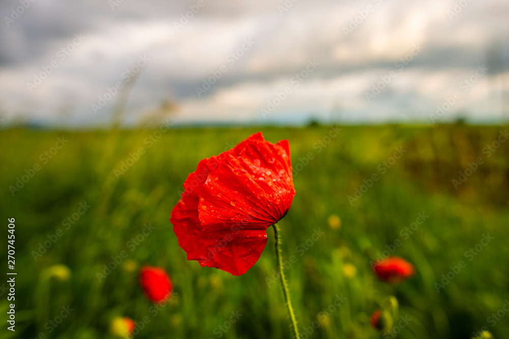 Obraz premium Wild poppies