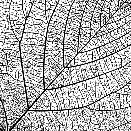 Background texture leaf. Vector illustration. EPS 10