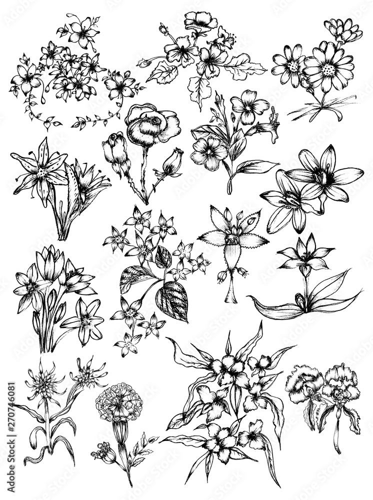 Plakat Hand Drawn Sketch Flowers Vector design collection