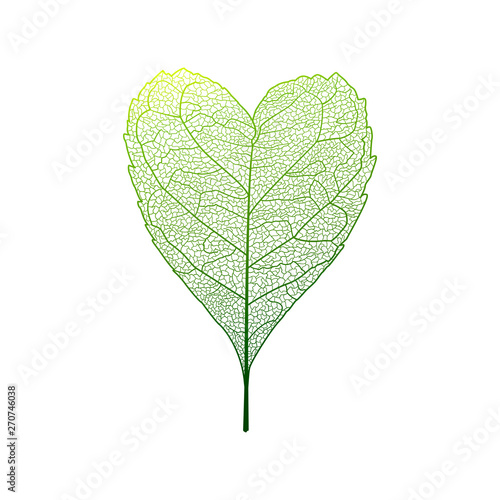 Leaf isolated. Heart-shaped leaves. Vector illustration. EPS 10