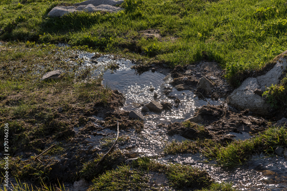 Swampy area. Water and stones in the wet grass Swampy area. Water and stones in the wet grass