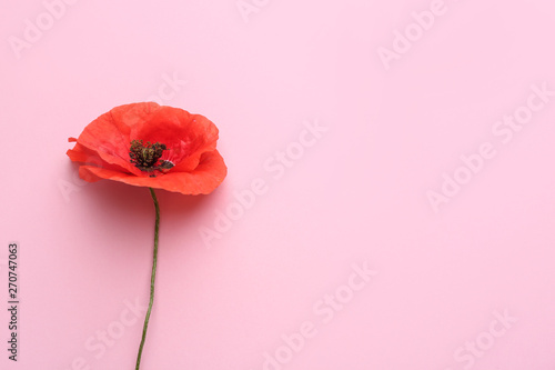Beautiful red poppy flower on color background