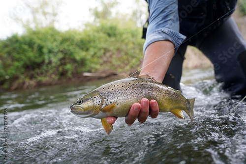 Fototapeta Naklejka Na Ścianę i Meble -  catching a brown trout in the river