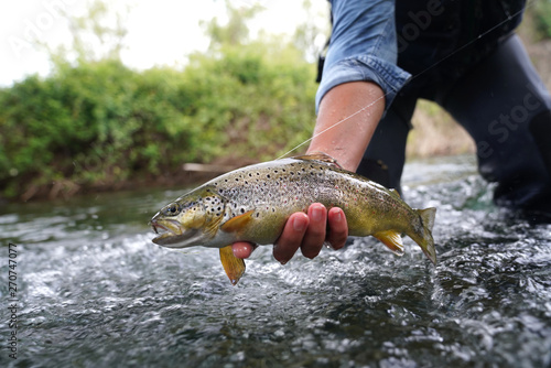 Fototapeta Naklejka Na Ścianę i Meble -  catching a brown trout in the river
