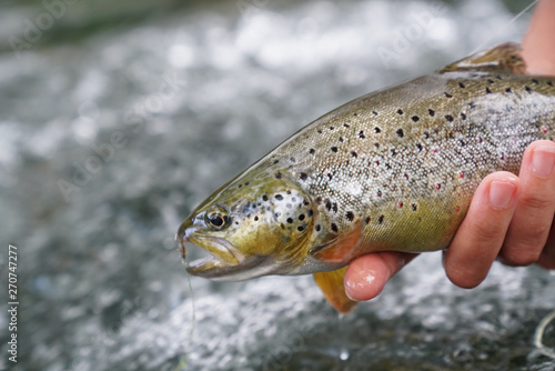 catching a brown trout in the river