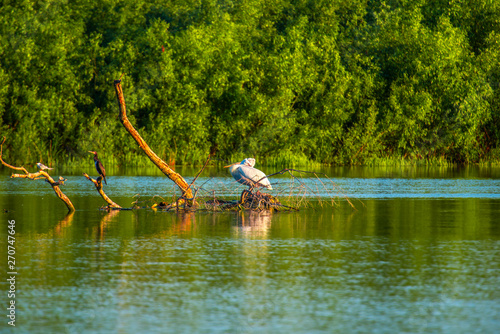 Pel  icans in Danube Delta