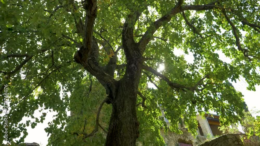 Walking under a Tree With The Sun Passing Through The Leaves In A french Provencal Village in slowmotion Walking under a Tree With The Sun Passing Through The Leaves In A french Provencal Village in slowmotion