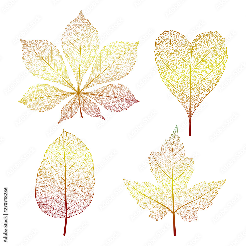 Set leaves. Vector illustration. EPS 10