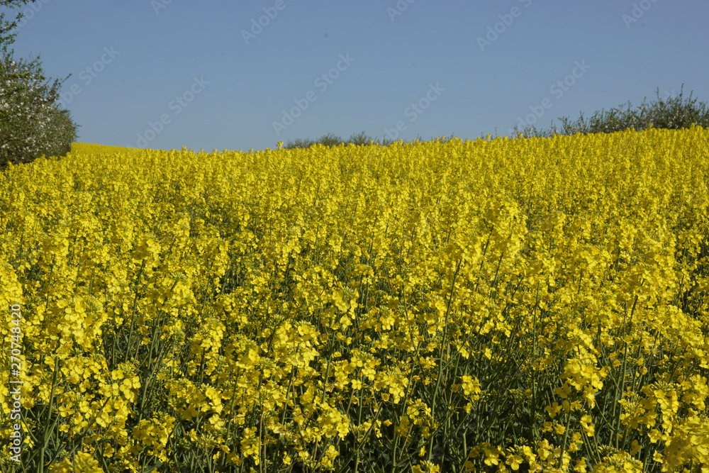 Obraz premium rzepak