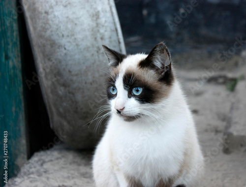 Closeup portrait of a cat, with blue eyes and clear fur.