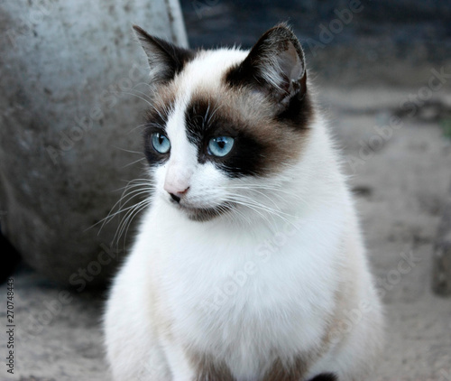 Closeup portrait of a cat, with blue eyes and clear fur. © Oleksandr Kliuiko