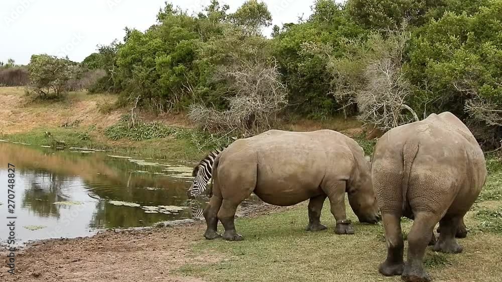 Two Wild White Rhino Relaxing with Zebra at the Waterhole Two Wild White Rhino Relaxing with Zebra at the Waterhole